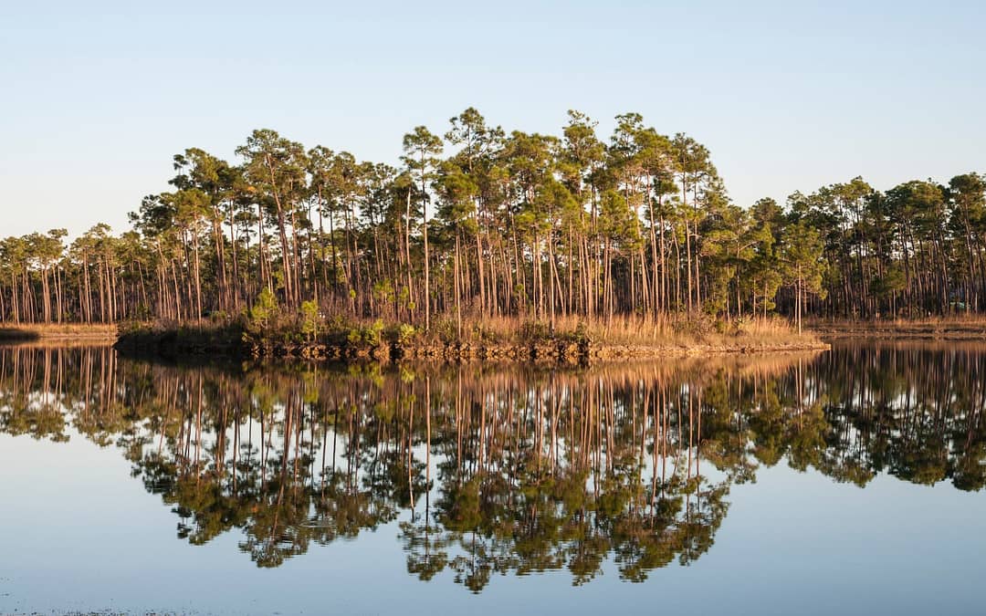 Plants in the Everglades: Natural Fauna to See – A Swamp Explorer’s Guide