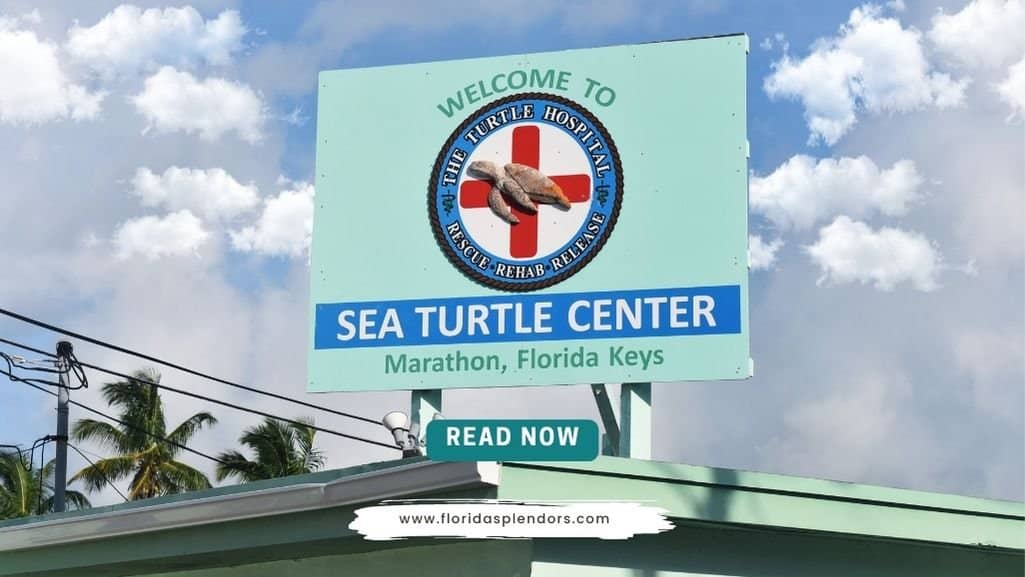 Turtle Hospital Marathon Florida