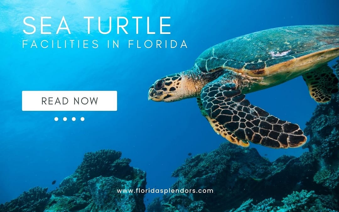 Sea Turtle Facilities in Florida