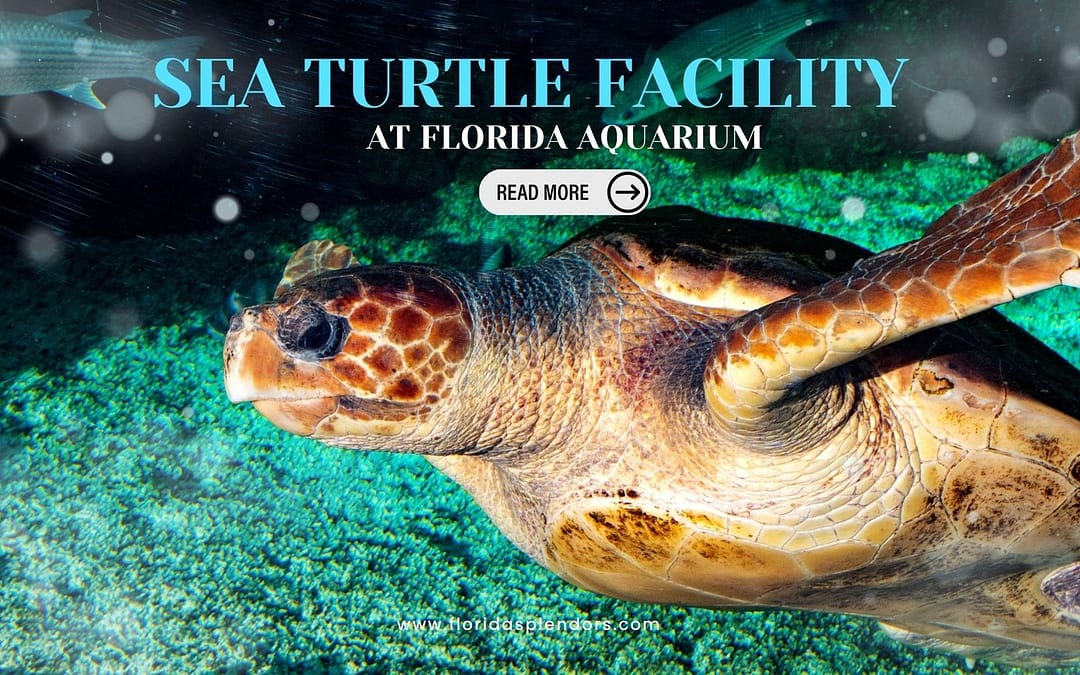 Sea Turtle Facility at Florida Aquarium