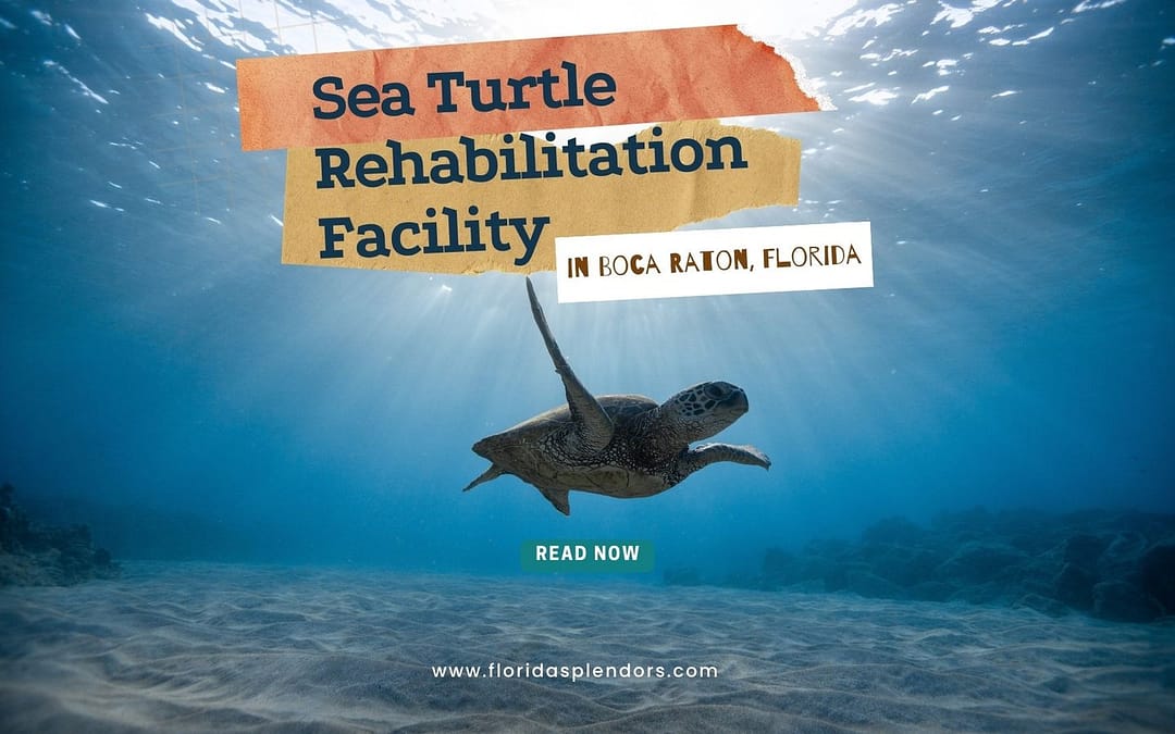 Sea Turtle Rehabilitation Facility in Boca Raton, Florida