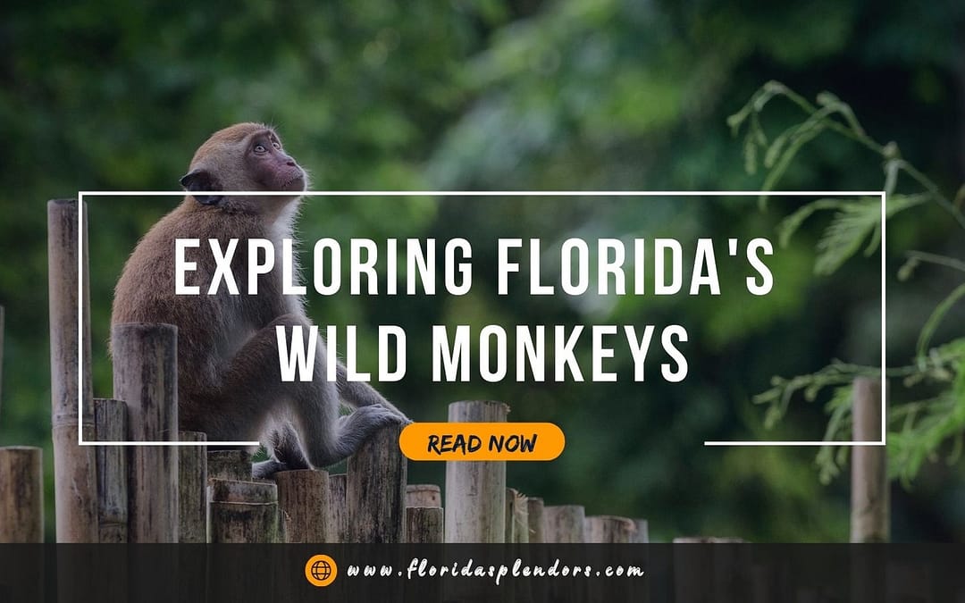Exploring Florida's Wild Monkeys