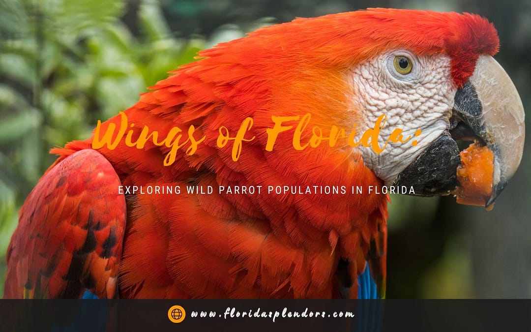 Wings of Florida Exploring Wild Parrot Populations in Florida