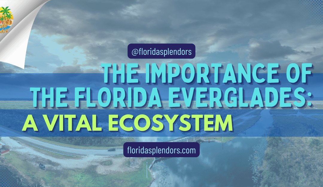 The Importance of the Florida Everglades: A Vital Ecosystem