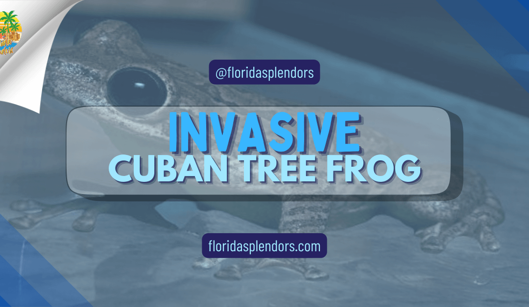 Invasive Cuban Tree Frog