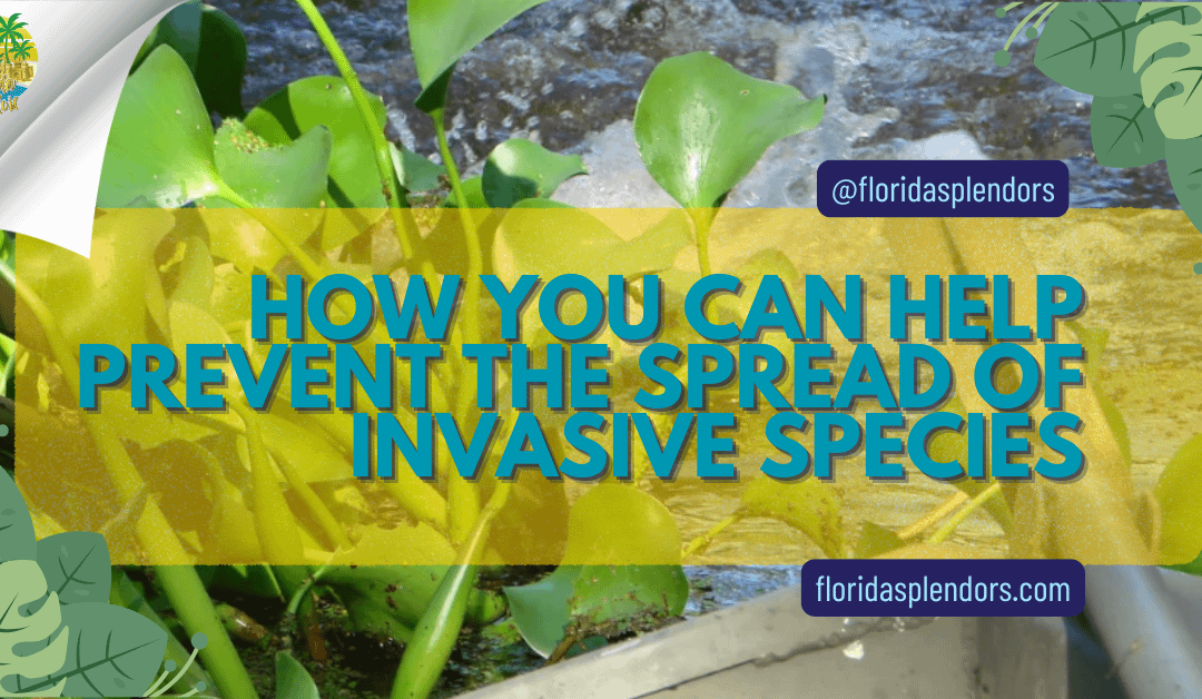 How You Can Help Prevent the Spread of Invasive Species