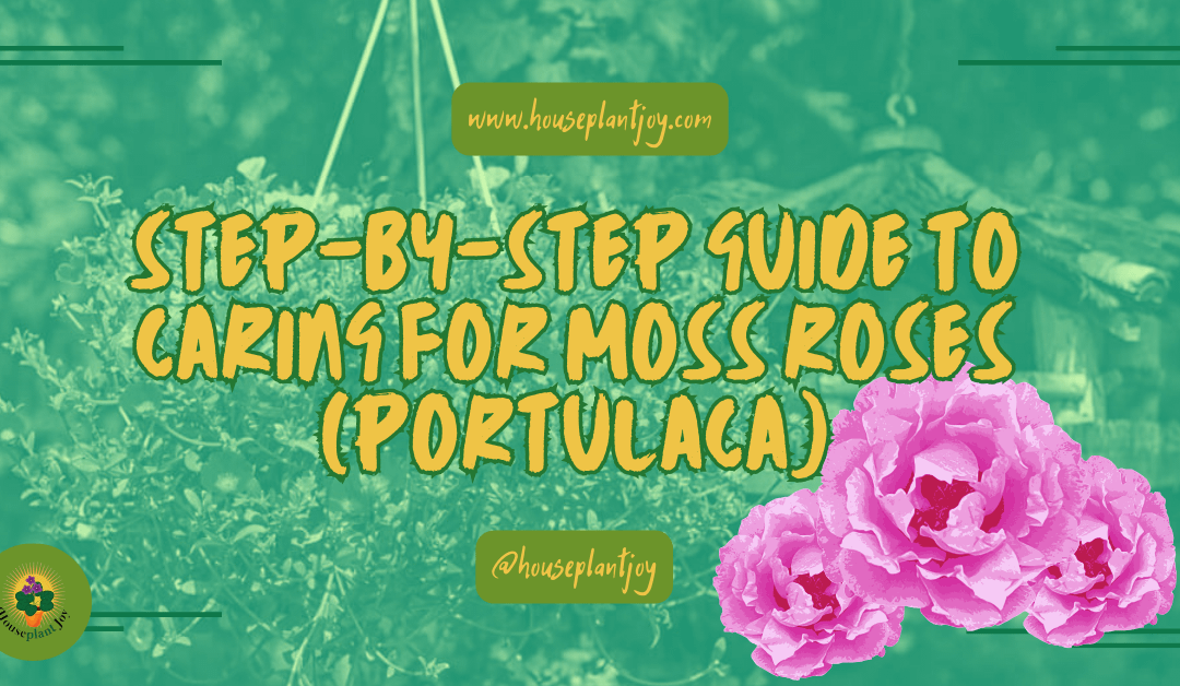 Grow Moss Roses (Portulaca): A Step-by-Step Guide