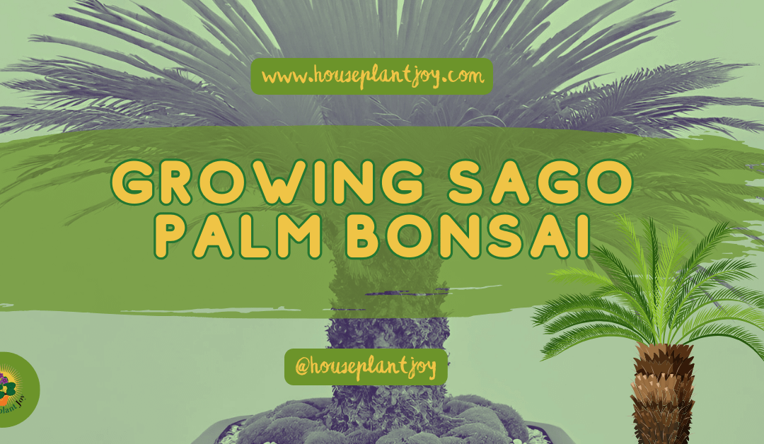 Growing Sago Palm Bonsai