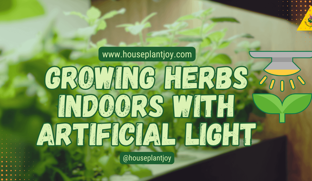 Growing Herbs Indoors with Artificial Light