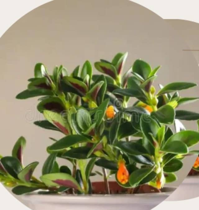 Goldfish Houseplants