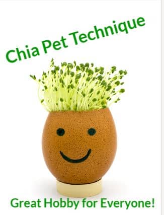 Unleashing the Magic of Chia Pet: Unveiling the Timeline