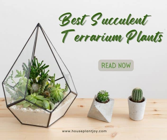 Best Succulents for Terrarium: A Detailed Guide