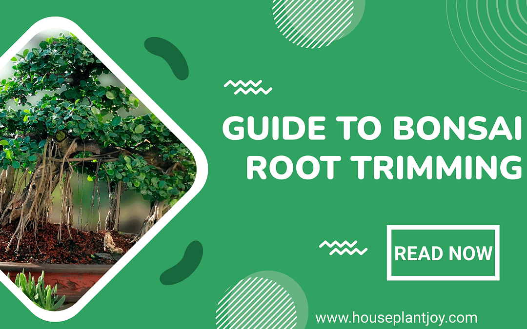 Guide to Bonsai Root Trimming