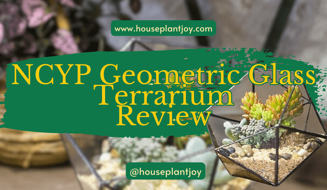 NCYP Geometric Glass Terrarium Review