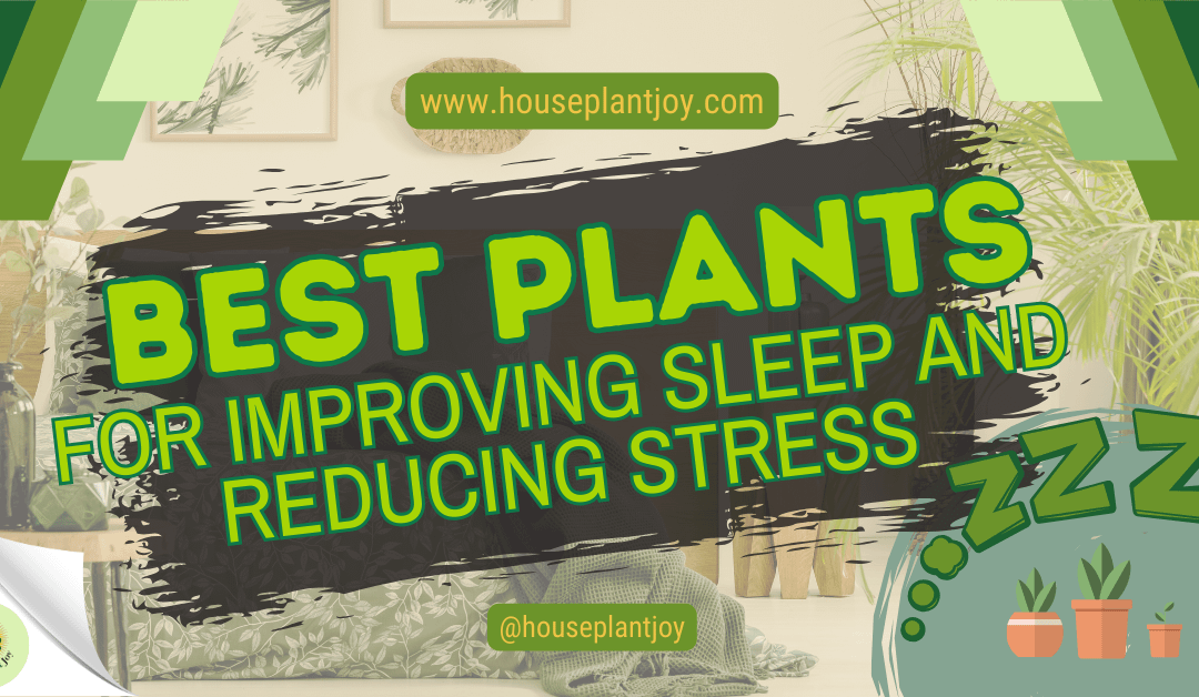 Best Plants For Improving Sleep And Reducing Stress