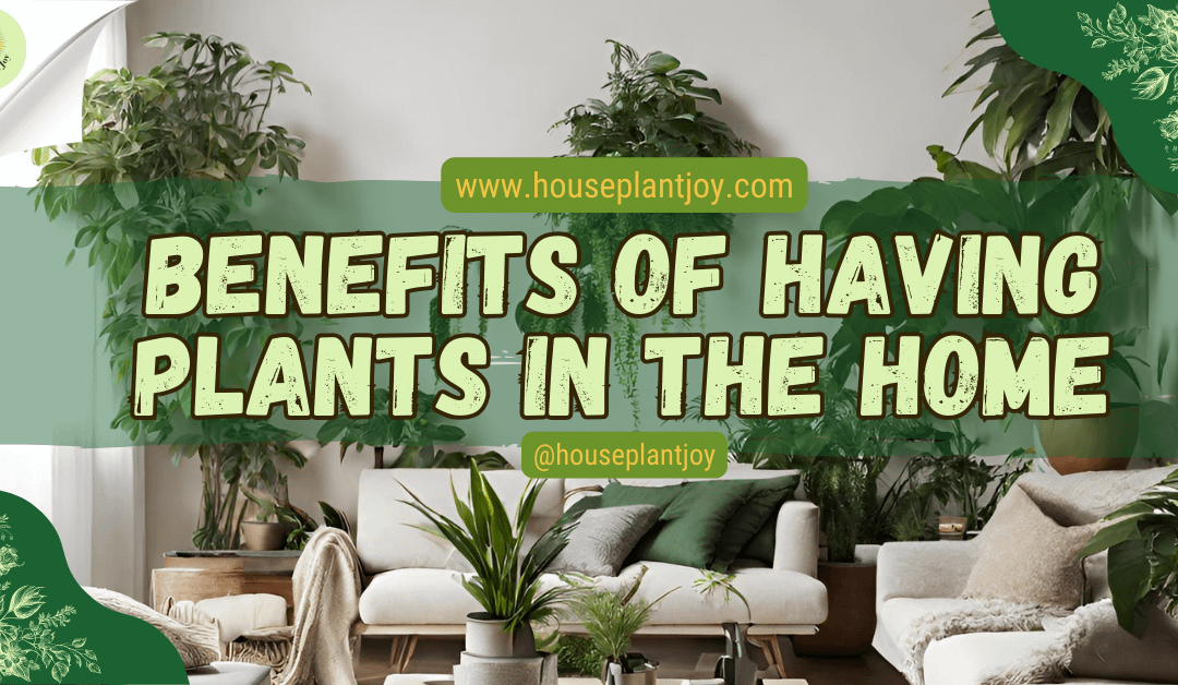 Benefits Of Having Plants In The Home