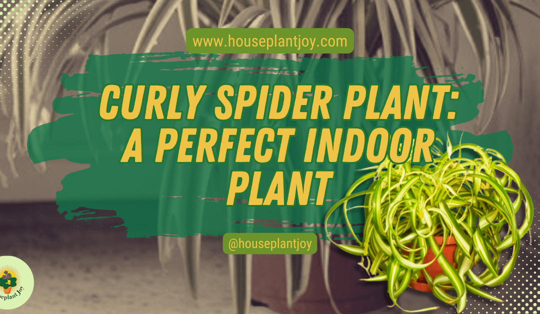 Curly Spider Plant: A Perfect Indoor Plant