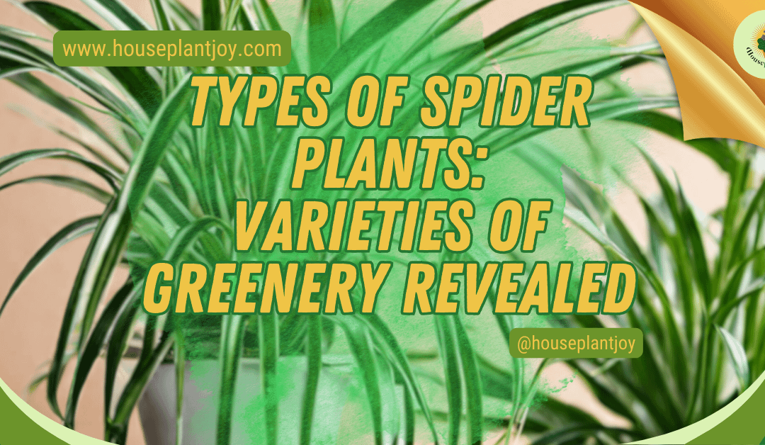 Types of Spider Plants: Varieties of Greenery Revealed