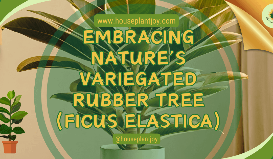 Embracing Nature’s Variegated Rubber Tree (Ficus Elastica)