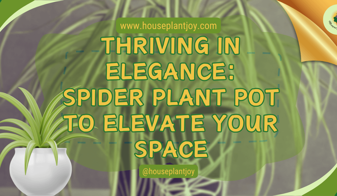 Thriving in Elegance: Spider Plant Pot to Elevate Your Space