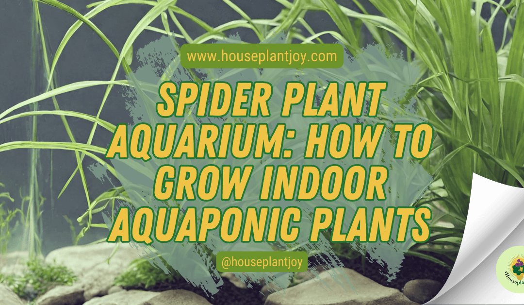 Spider Plant Aquarium: How To Grow Indoor Aquaponic Plants