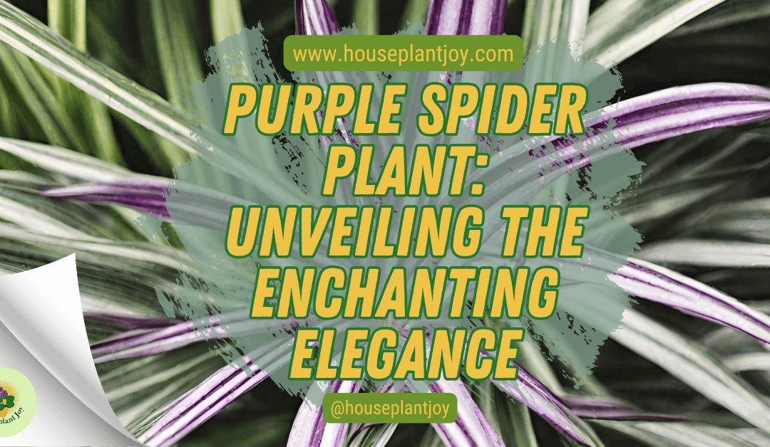 Purple Spider Plant: Unveiling the Enchanting Elegance
