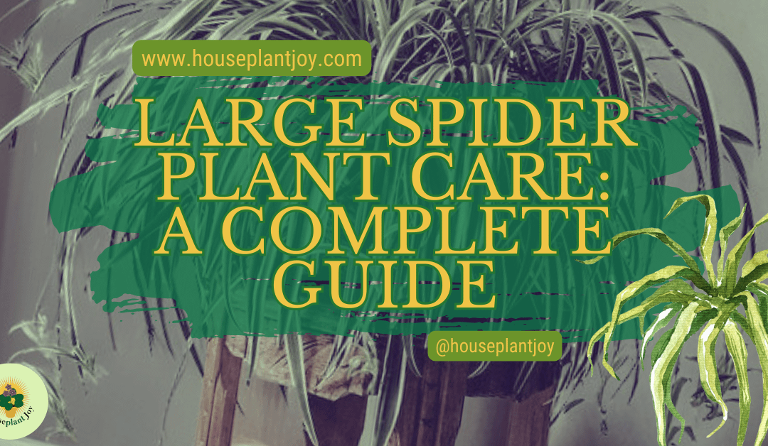 Large Spider Plant Care: A Complete Guide