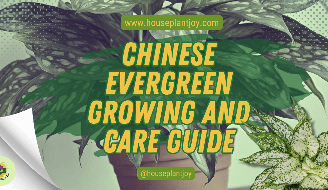 Chinese Evergreen Growing and Care Guide