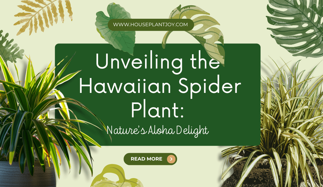 Unveiling the Hawaiian Spider Plant: Nature’s Aloha Delight