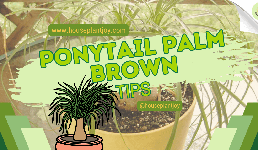 Ponytail Palm Brown Tips