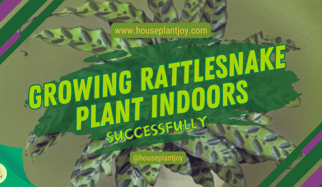 Growing Rattlesnake Plant Indoors Successfully