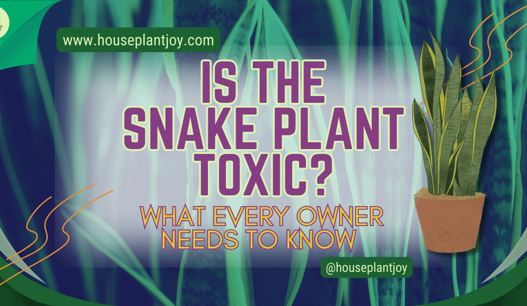 Is the Snake Plant Toxic? What Every Owner Needs to Know