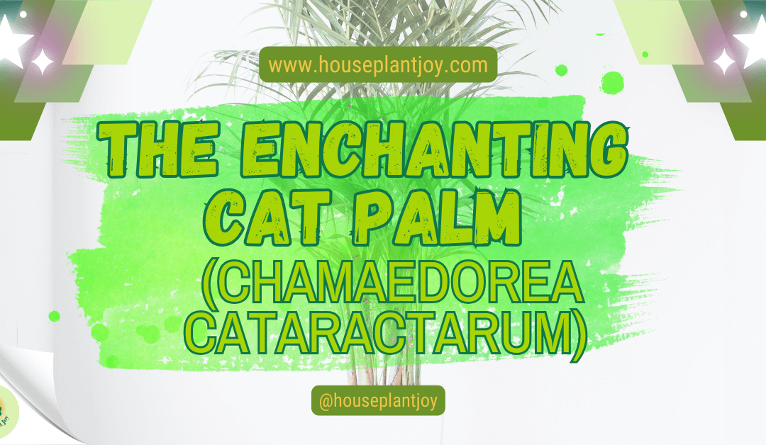 The Enchanting Cat Palm (Chamaedorea Cataractarum)