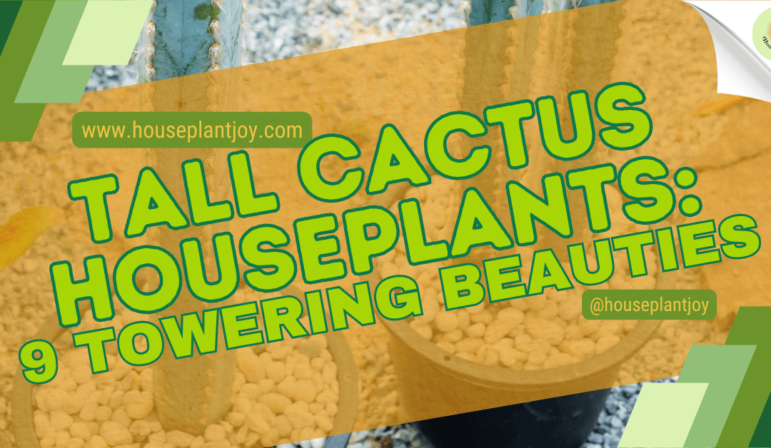 Tall Cactus Houseplants: 9 Towering Beauties
