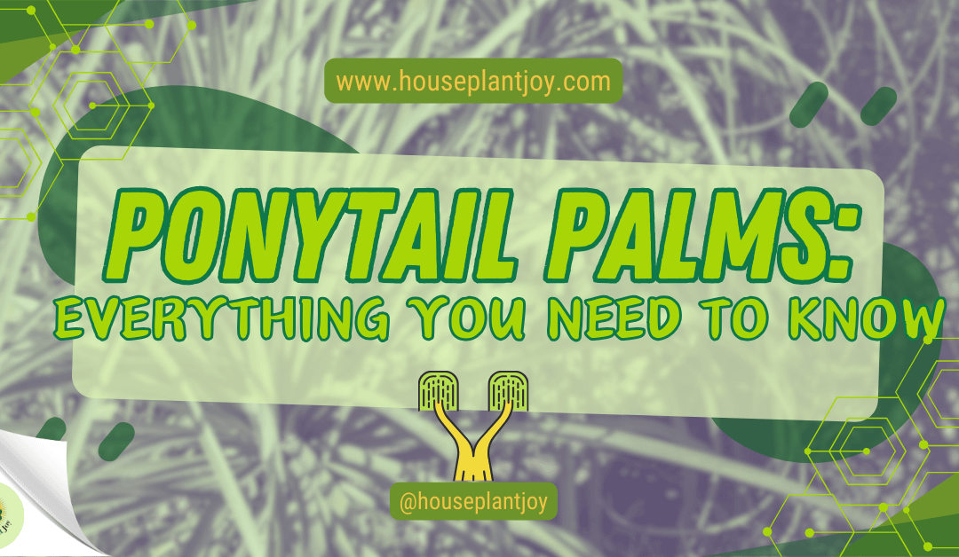 Ponytail Palms: Everything You Need to Know