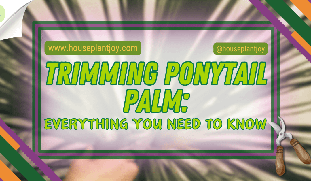 Trimming Ponytail Palm: Everything You Need to Know