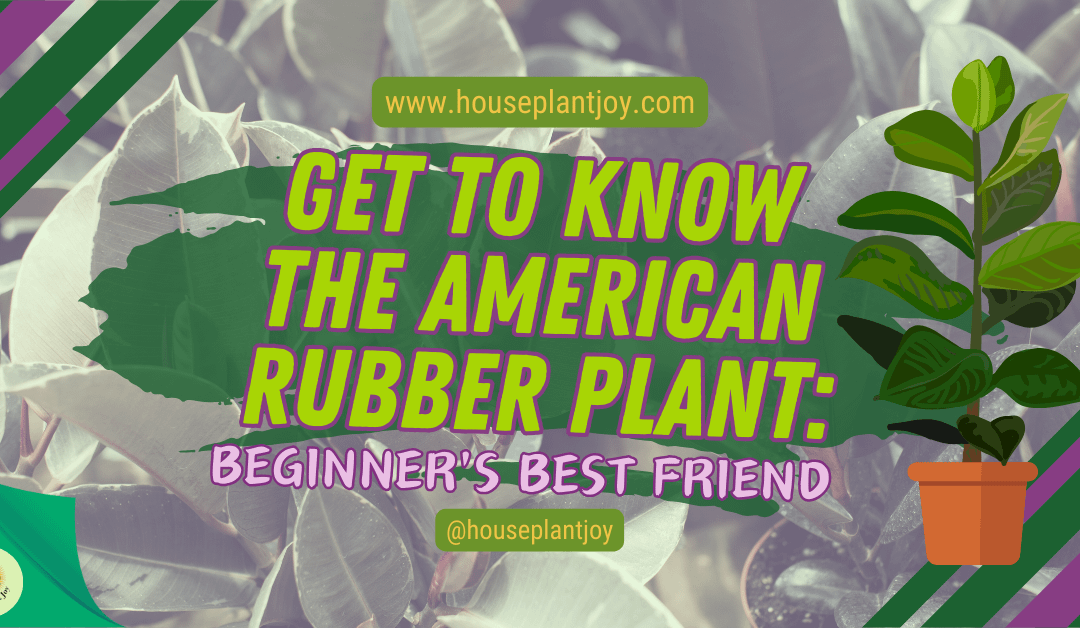 Get to Know the American Rubber Plant: Beginner’s Best Friend