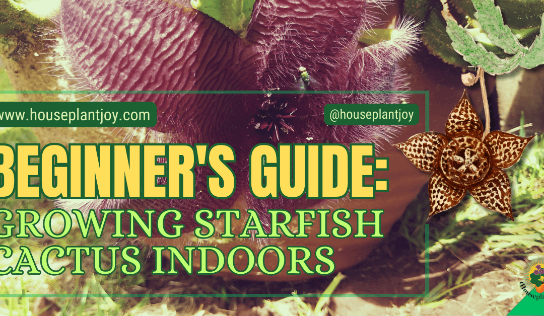 Beginner’s Guide: Growing Starfish Cactus Indoors