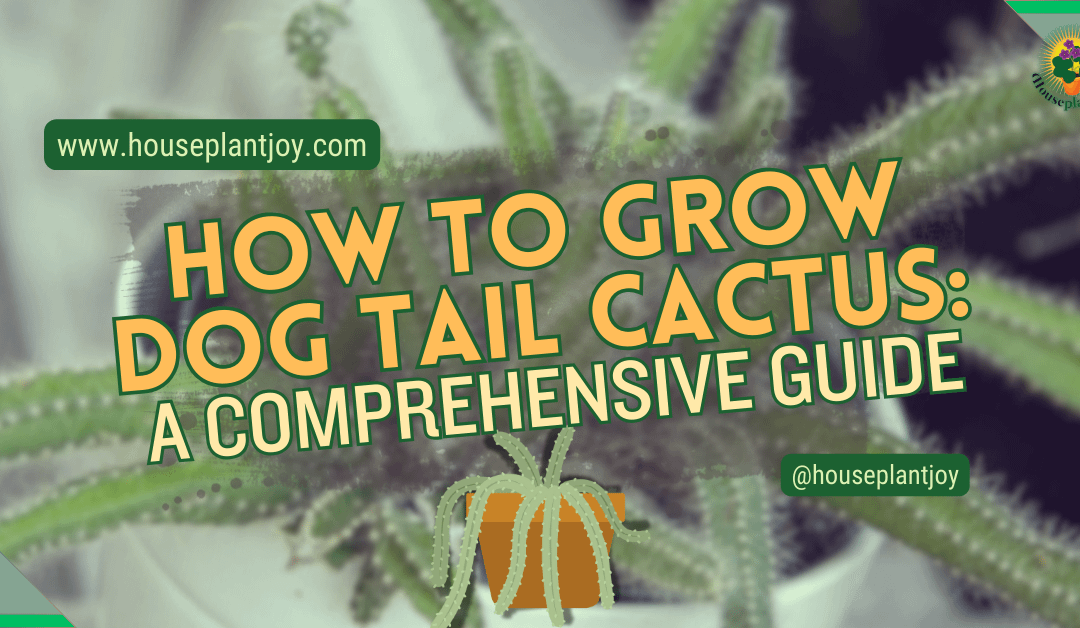 How to Grow Dog Tail Cactus: A Comprehensive Guide