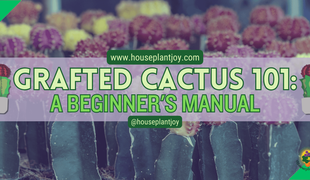 Grafted Cactus 101: A Beginner’s Manual