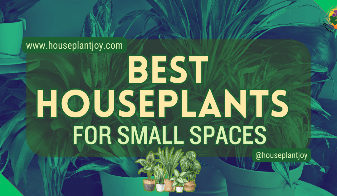 Best Houseplants For Small Spaces