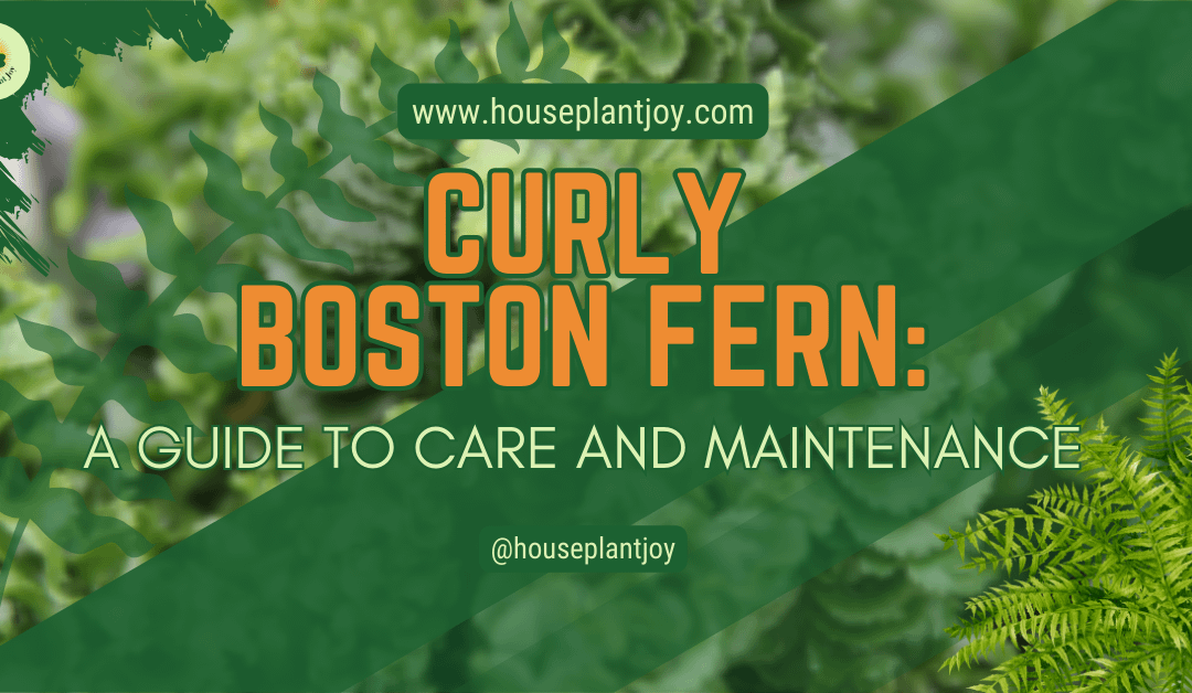 Curly Boston Fern: A Guide to Care and Maintenance
