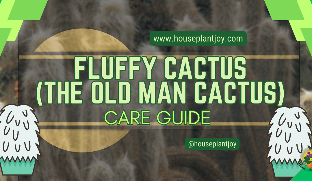 Fluffy Cactus (The Old Man Cactus) Care Guide