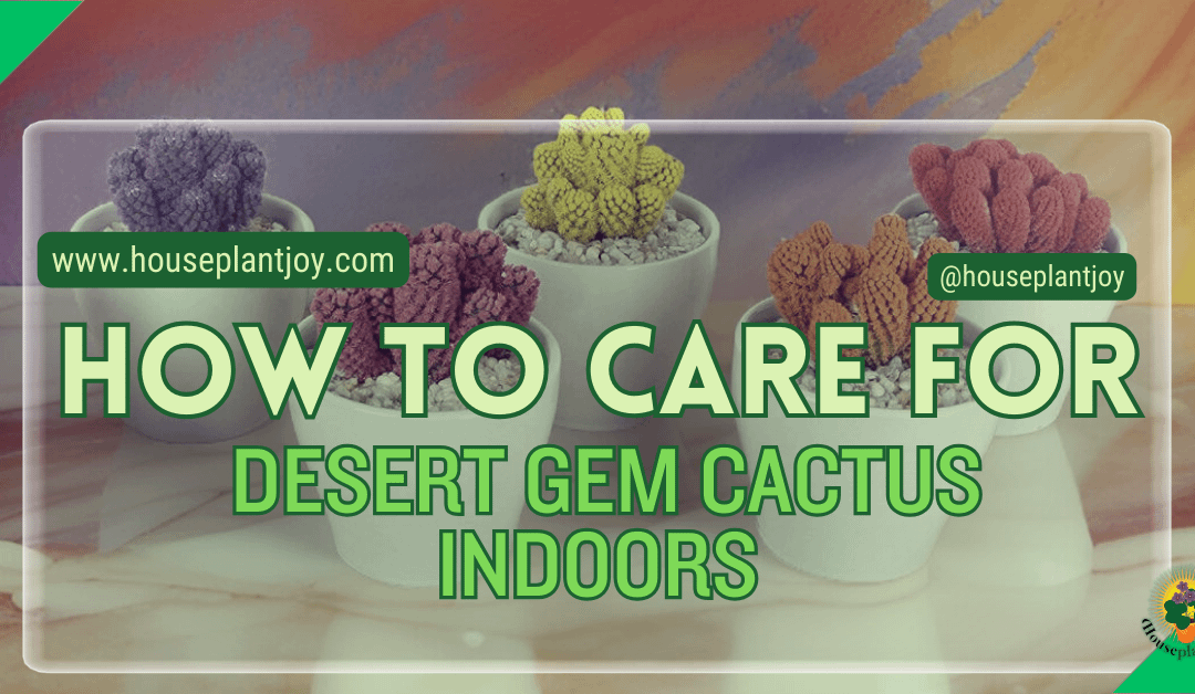 How to Care for Desert Gem Cactus Indoors