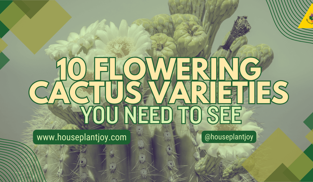 10 Flowering Cactus Varieties You Need to See