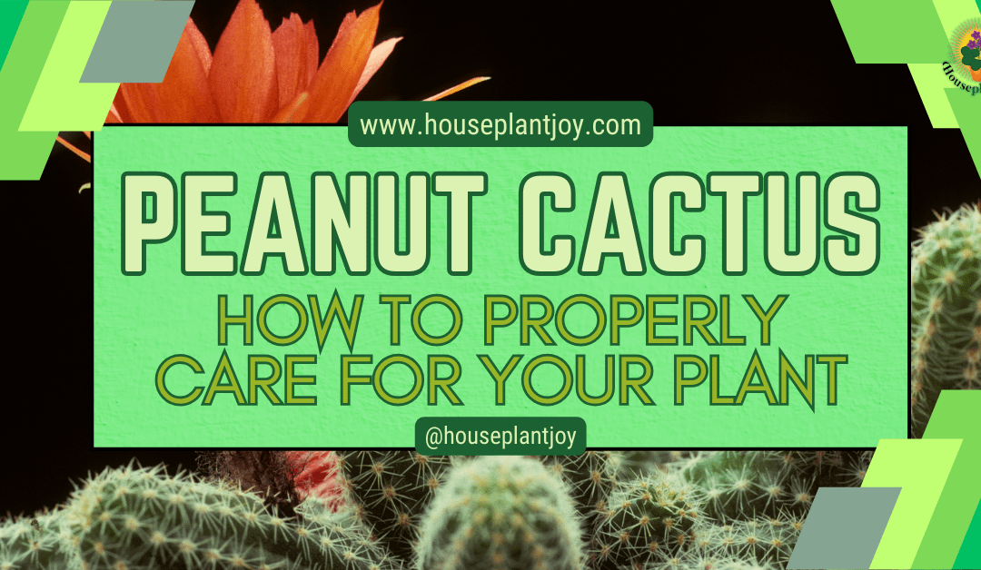 Peanut Cactus How to Properly Care for Your Plant