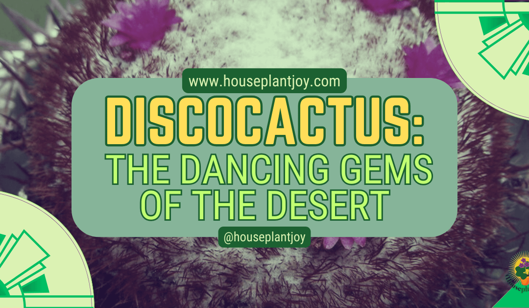 Discocactus: The Dancing Gems of the Desert