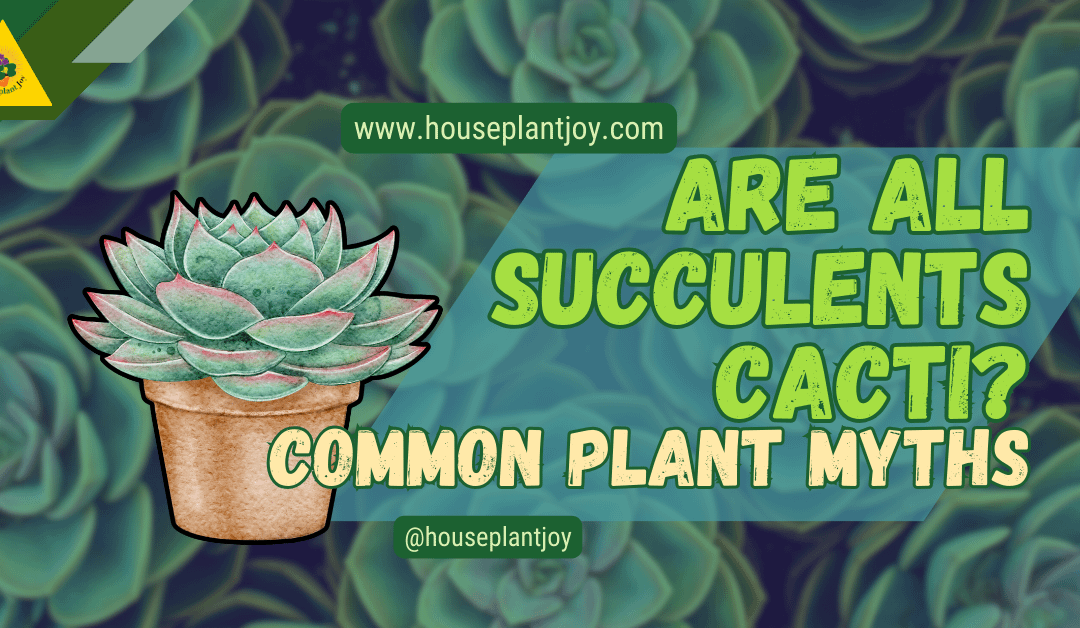 Are All Succulents Cacti? Common Plant Myths