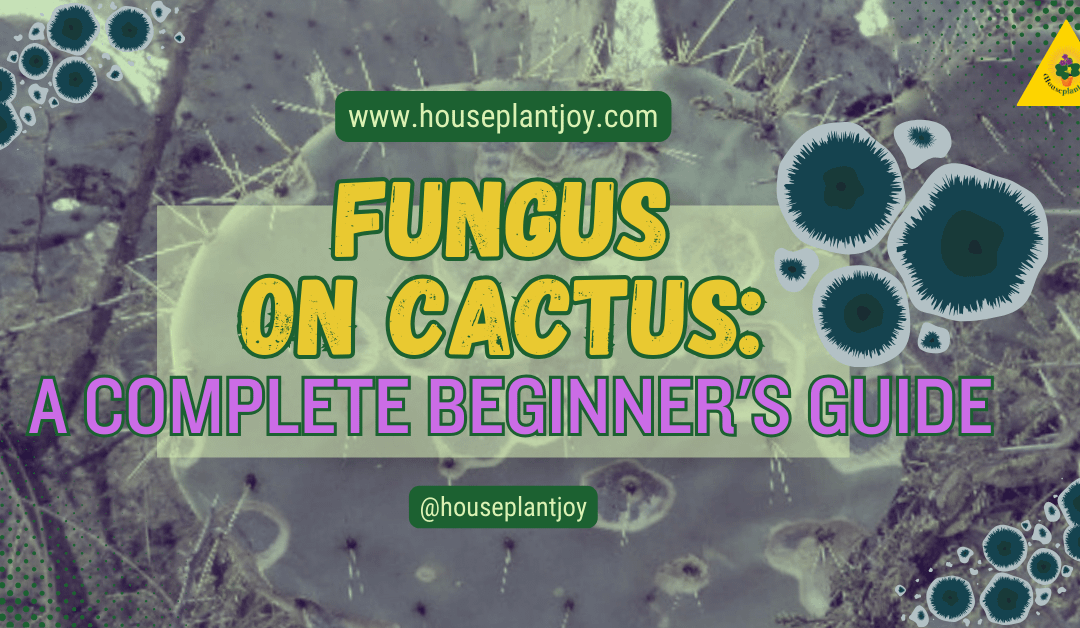 Fungus on Cactus: A Complete Beginner’s Guide
