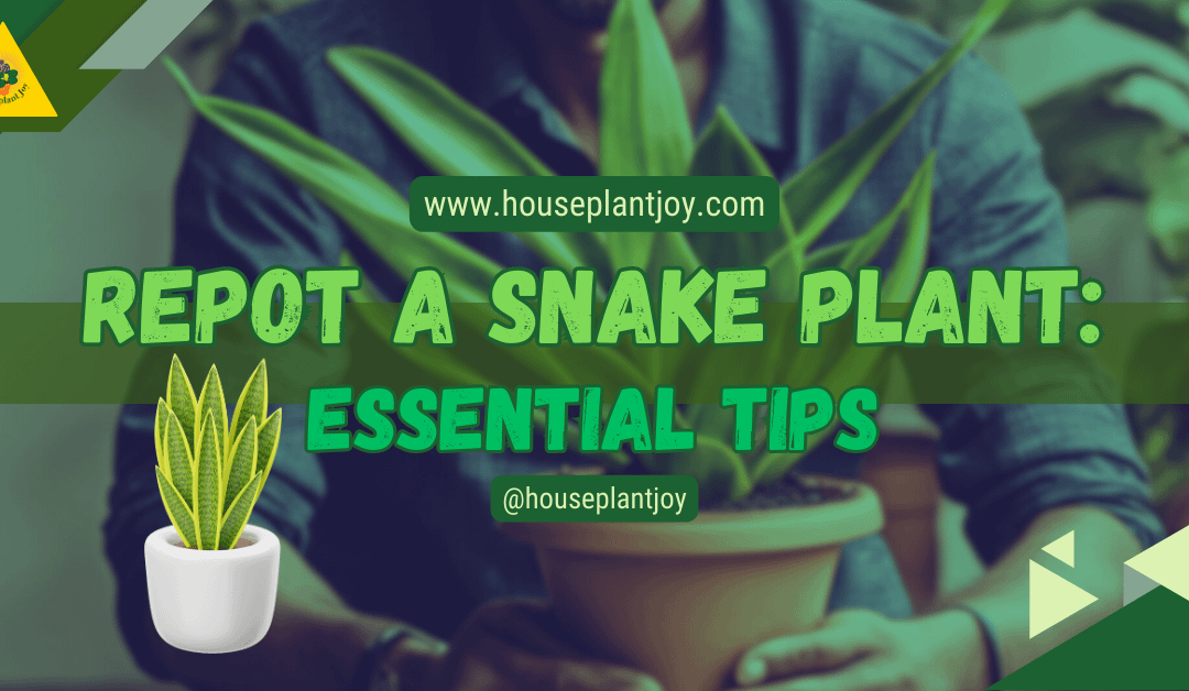 Repot a Snake Plant: Essential Tips